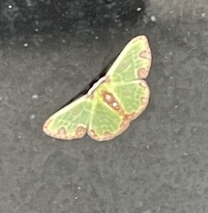 Synchlora xysteraria