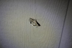 Drasteria pallescens