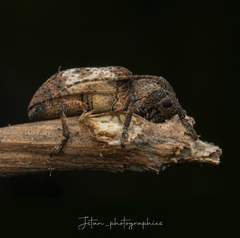 Pterolophia annulata