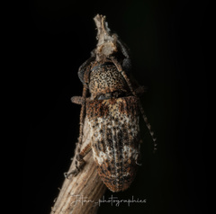 Pterolophia annulata