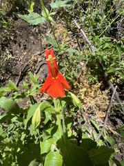 Erythranthe cinnabarina