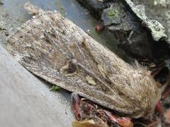 Spodoptera depravata