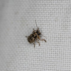 Pachybrachis pectoralis