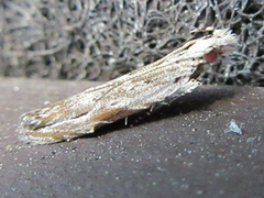 Hypatima excellentella
