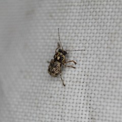 Pachybrachis pectoralis