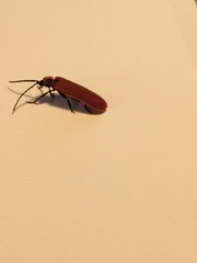 Dictyoptera