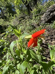 Erythranthe cinnabarina