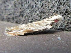 Hypatima excellentella