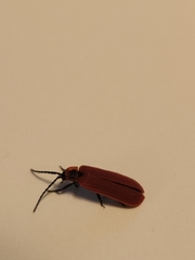 Dictyoptera