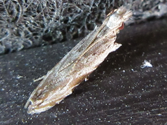 Hypatima excellentella