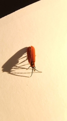 Dictyoptera