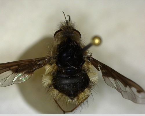 iNaturalist observation photo of Greater Bee Flies