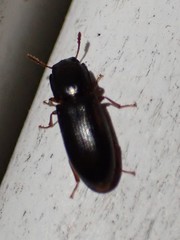 Aulonium parallelopipedum