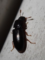 Aulonium parallelopipedum