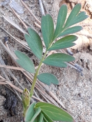 Sibbaldianthe orientalis