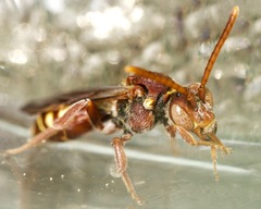 Nomada bethunei