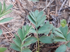 Sibbaldianthe orientalis