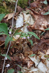 Puccinia mariae-wilsoniae