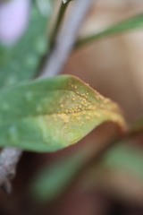 Puccinia mariae-wilsoniae