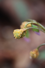 Puccinia mariae-wilsoniae