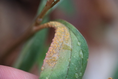 Puccinia mariae-wilsoniae