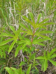 Filipendula rubra