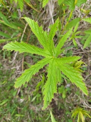 Filipendula rubra