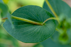 Bupleurum rotundifolium