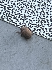Demotina modesta