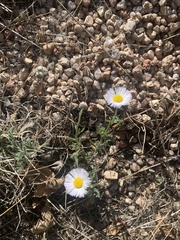 Erigeron tracyi
