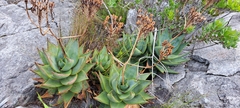 Aloe perfoliata