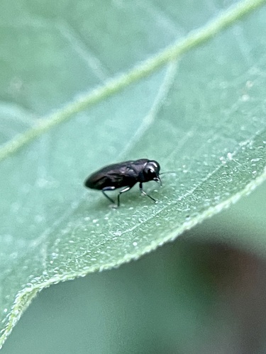 Metallic Woodborer