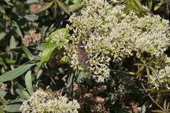 Melanis aegates