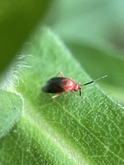 Rhinocapsus rubricans