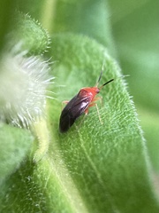 Rhinocapsus rubricans