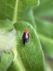 Rhinocapsus rubricans