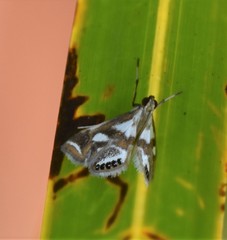 Chrysendeton imitabilis