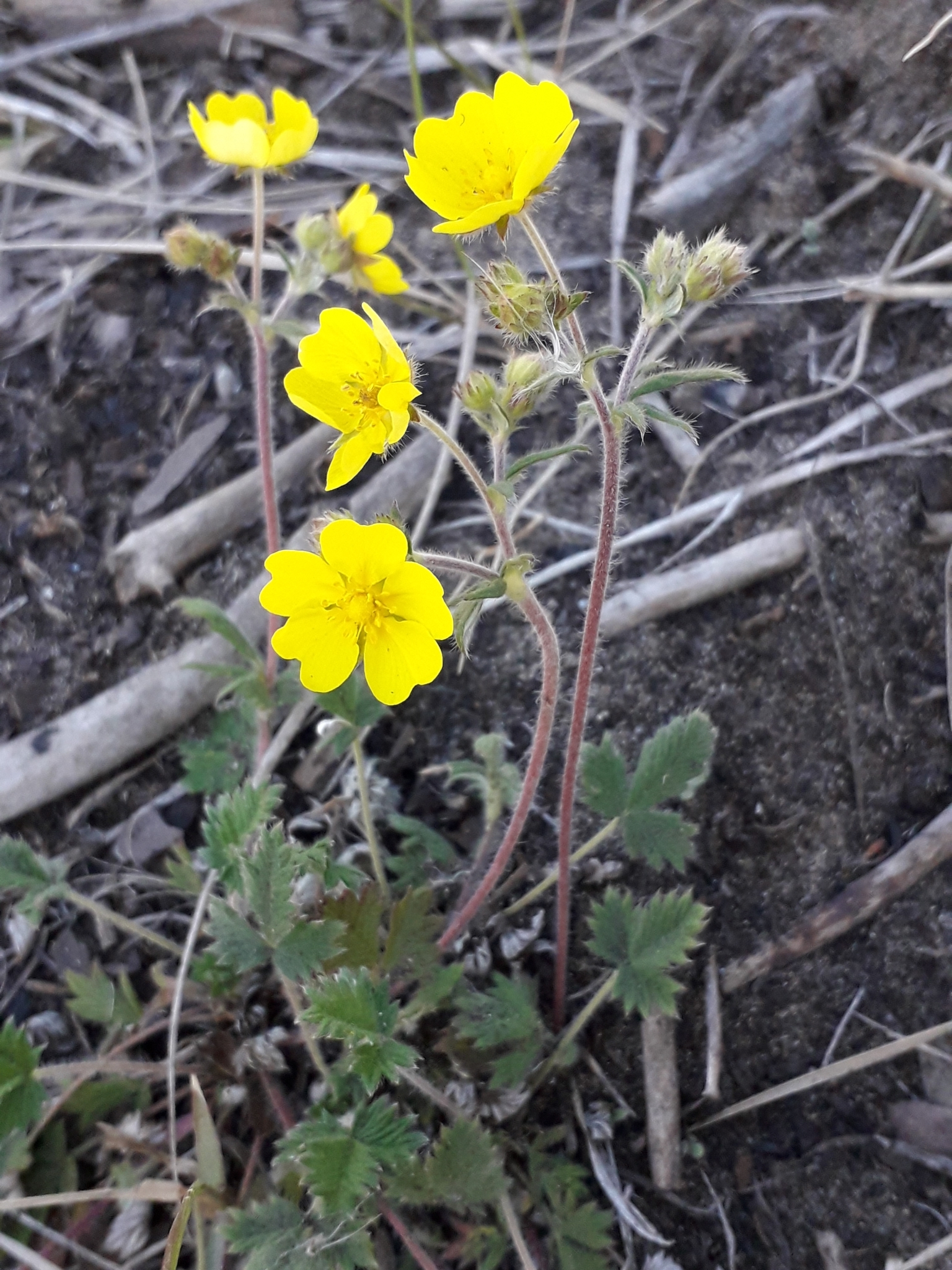 Potentilla arenosa