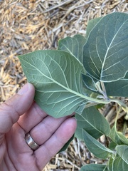 Datura wrightii