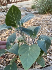 Datura wrightii