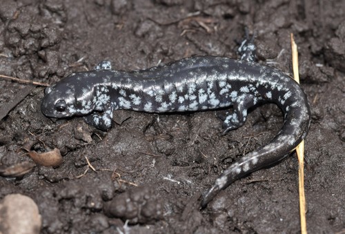 Small-mouthed Salamander