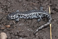 Small-Mouthed Salamander photo 2