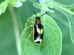 Lema opulenta