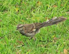 Mimus longicaudatus