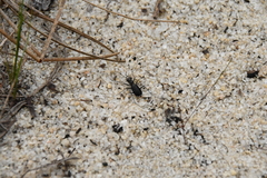 Cicindela abdominalis