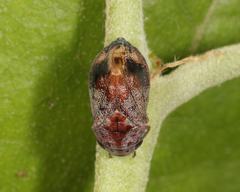Penthimia americana