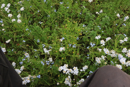 Image of Lasthenia glaberrima by no rights reserved