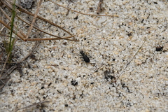 Cicindela abdominalis