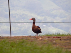 Dendrocygna autumnalis