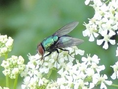 Lucilia illustris